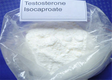 White Powder Testosterone Anabolic Steroid CAS 15262 86 9 ISO Isocaproate For Body Building