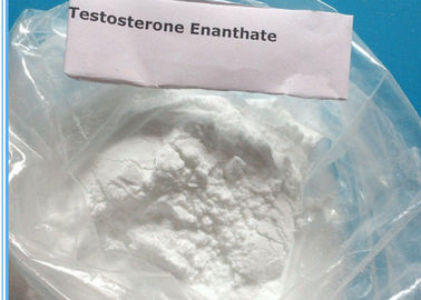 Primoteston Testosterone Enanthate Long Acting Powder For Asthma / Bodybuilding